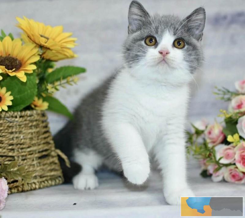 英短银渐层英短高地长毛高地出售纯种猫幼崽价格优