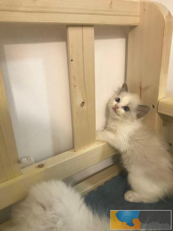 布偶猫奶油双色海双蓝双纯种双色布偶猫活体幼猫