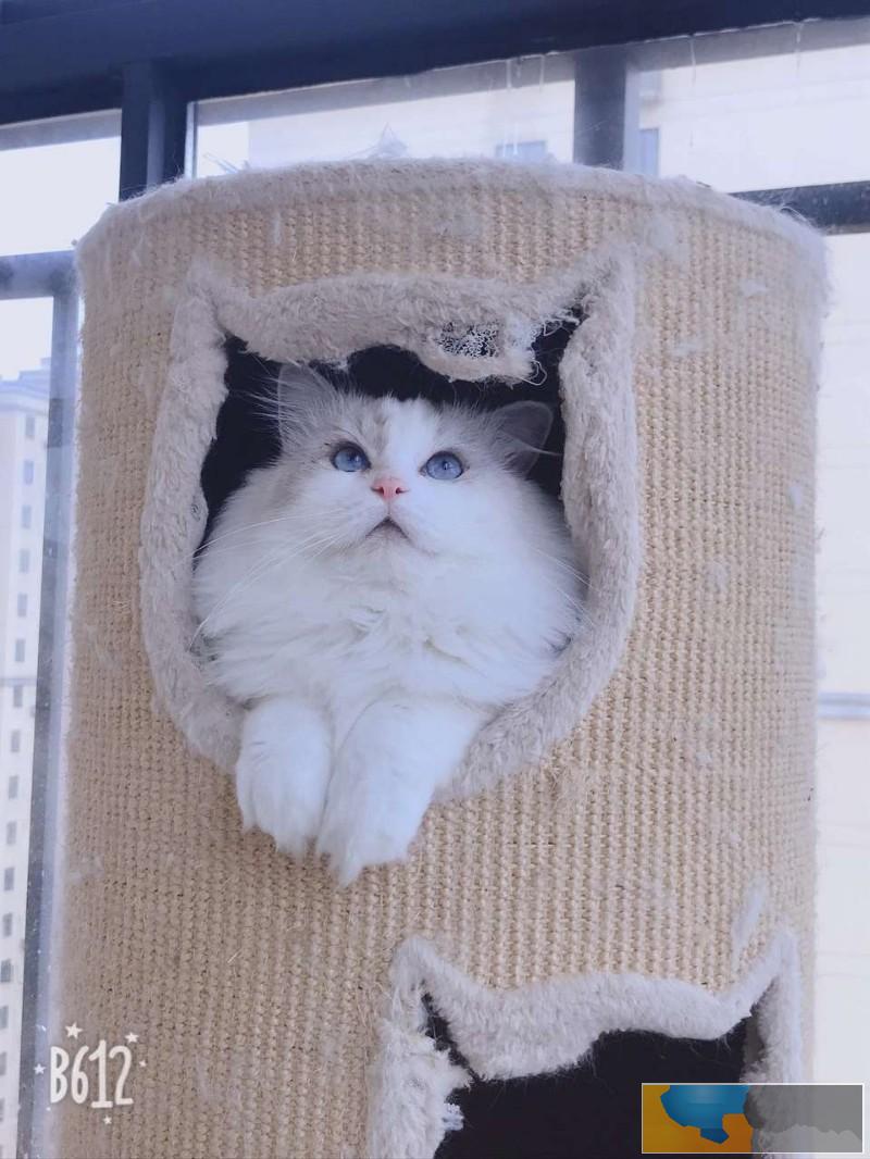 性格较温顺粘人的猫布偶猫出售仙女网红喵包活