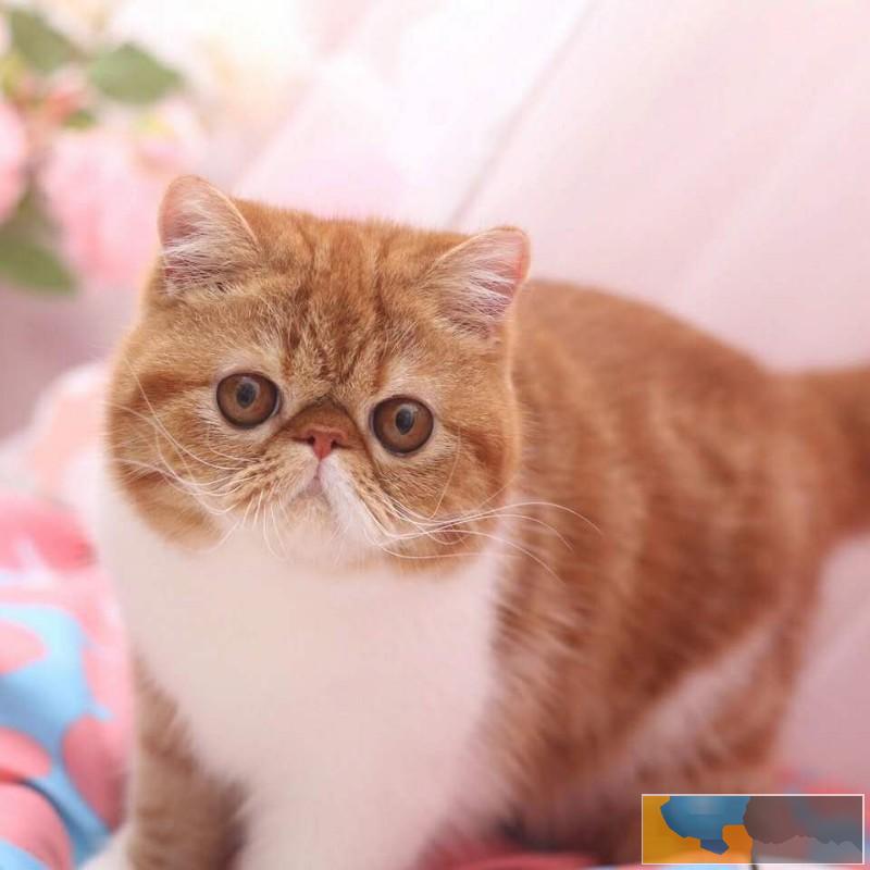 双色正八字脸加菲猫宝宝找主人啦