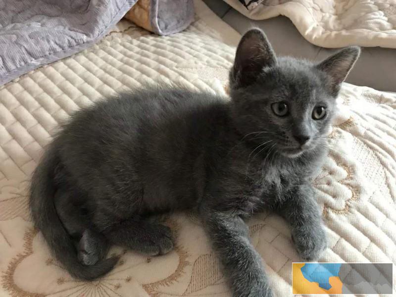 英短蓝猫蓝宝大脑袋包子脸,萌到流鼻血绽坑