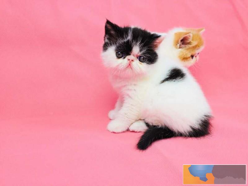 完美的你,身边还差一只加菲猫来相伴,从此不再孤单