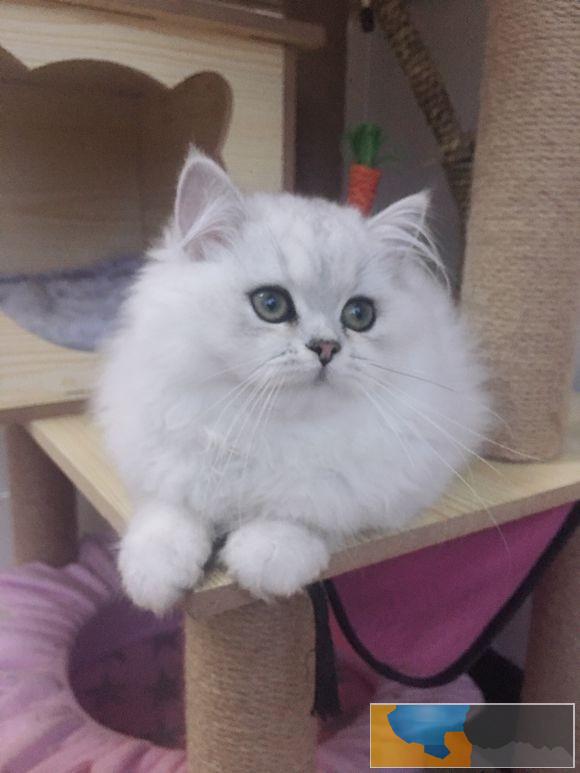 超可爱 大眼萌金吉拉 -公母特价出售哟纯种健康