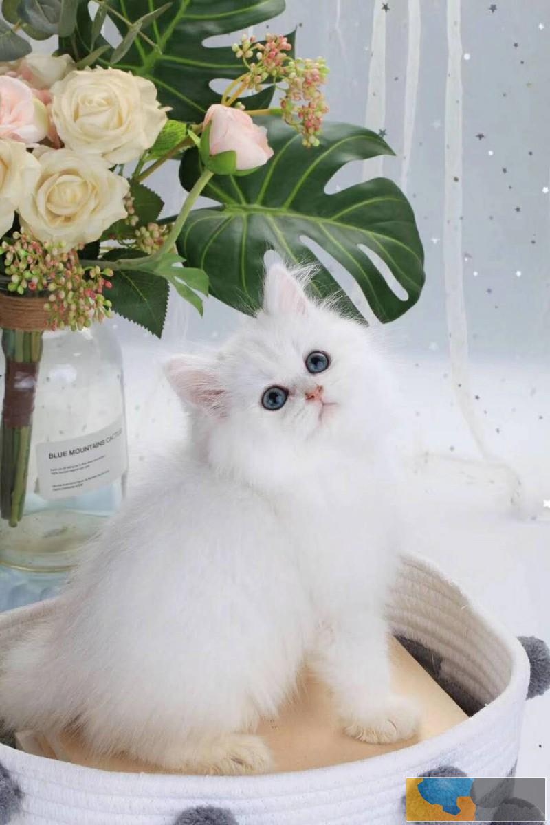 金吉拉毛量大甜美可爱嗲里嗲气会撒娇会卖萌