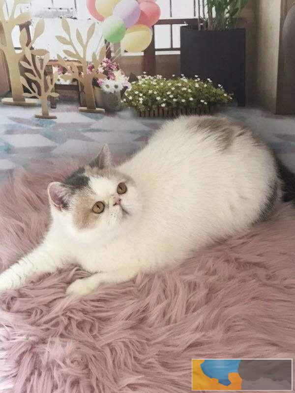 高品质大脸加菲猫水滴眼超可爱健康无癣