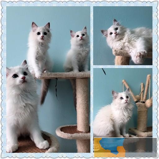 昆明cfa注册布偶猫舍上门挑选签合同