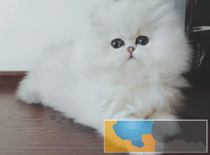 仙女猫金吉拉 幼猫出售 纯种猫咪无病无癣