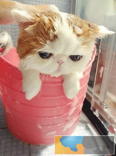 加菲猫猫舍直销 水滴眼眼鼻一线 纯种健康幼猫异短