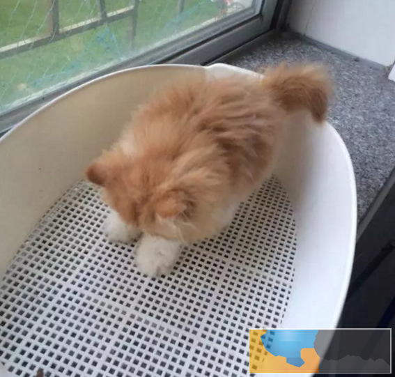 长毛波斯幼猫宝宝 多只出售 多窝可选公母都有