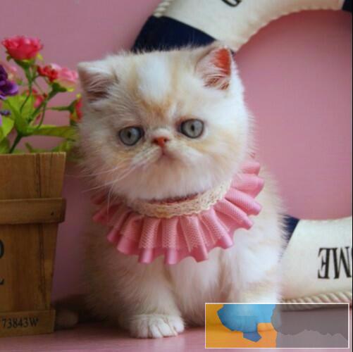 上海有名的宠物店 店铺搜:双飞猫