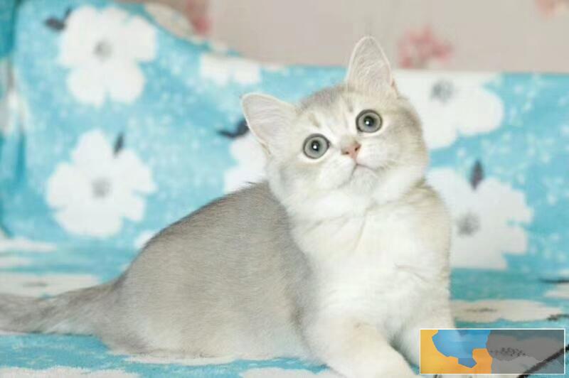 猫舍繁殖渐层猫 6疫苗驱虫做好