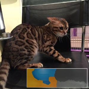 野性外表温柔家猫性格 时尚 漂亮 孟加拉宝宝