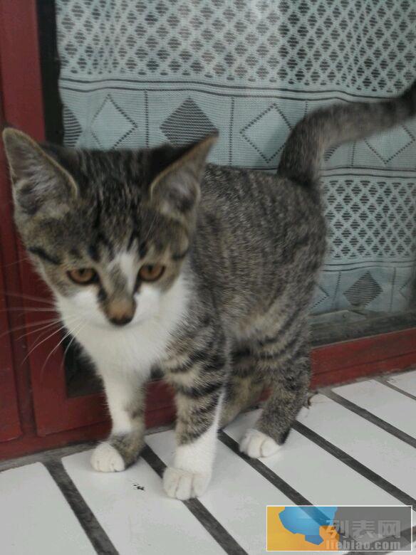 两只猫咪一狸花一黑白求领养