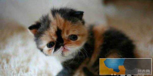 转让 免费送猫咪 不要钱的