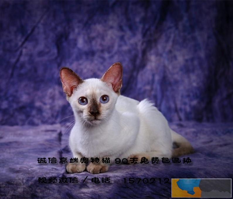 二个半月纯种海豹重点色暹罗弟弟妹妹找新家