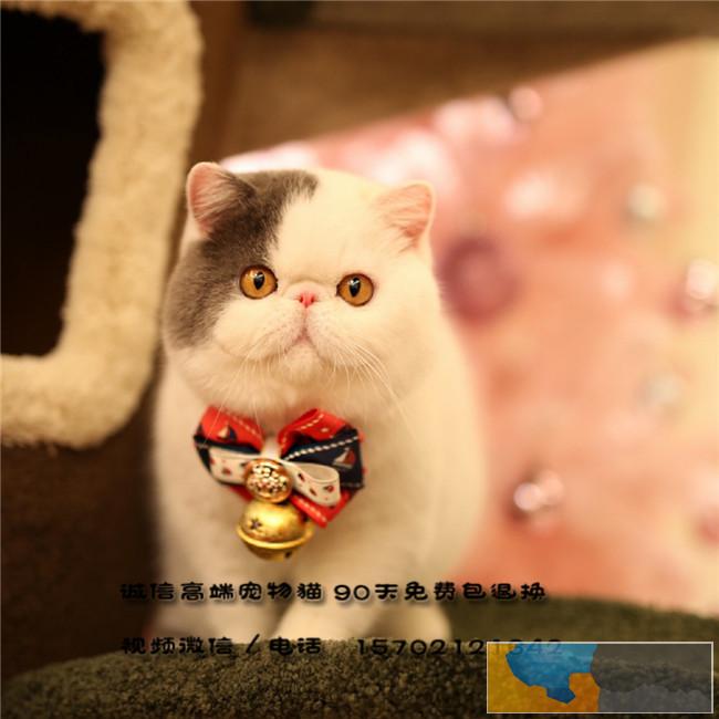 大猫舍直销加菲宝宝带证书CFA认证