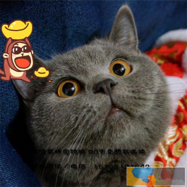 蓝猫 纯种健康蓝猫血统优秀名猫之后