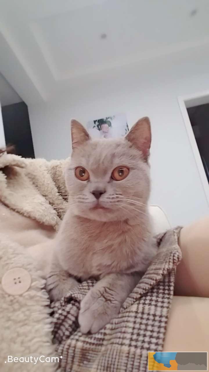 洛阳西工区英短蓝猫出售