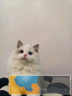 CFA注册双血统家庭式繁育布偶猫,品相甜美,疫苗齐全