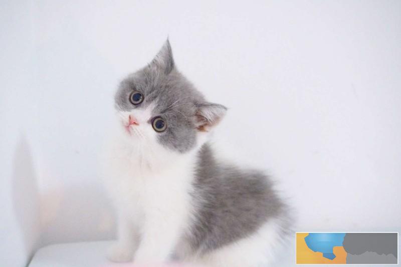 丽江出售纯种蓝白,甜美可爱 会撒娇会卖萌,活泼健康粘人