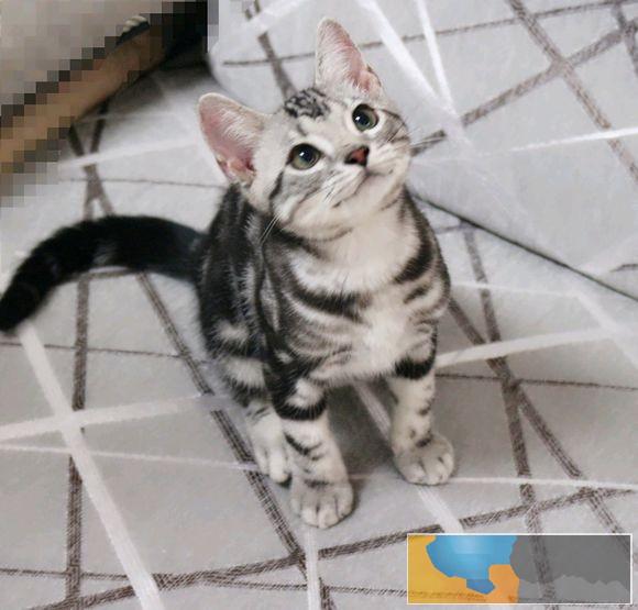 丽江美短银虎斑/加白 家庭繁育饲养 活泼粘人 可上门