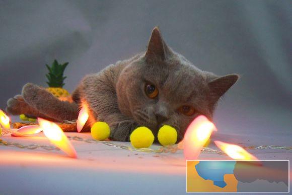 丽江招财猫可爱的英国短毛猫 包子脸蓝猫价格 好看的蓝猫