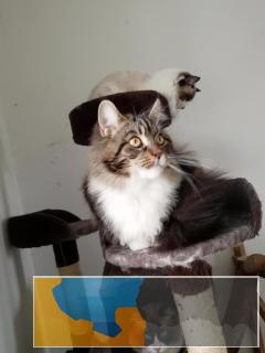 纯种缅因猫,有CFA五代血统证