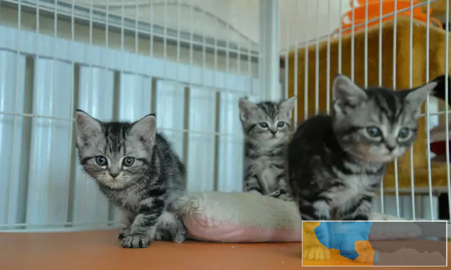 正规美国短毛猫舍 终身质保 可签协议 保障纯度和健康