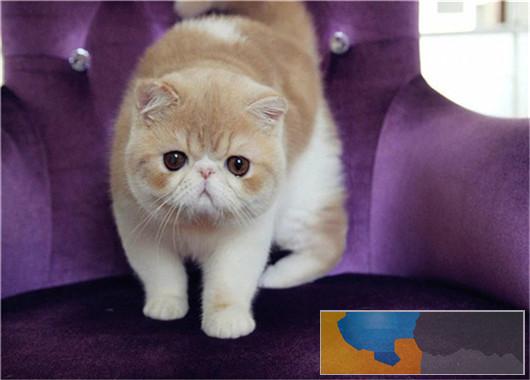 加菲猫猫舍直销 水滴眼眼鼻一线 纯种健康幼猫异短