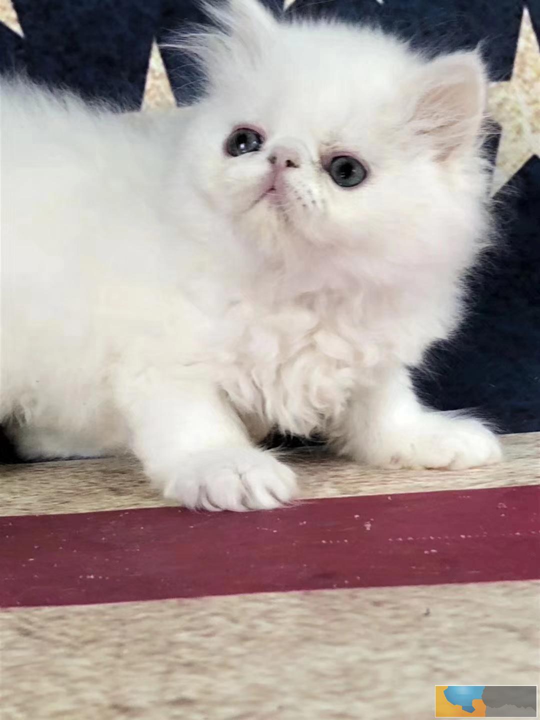 长毛波斯幼猫宝宝 多只出售 多窝可选公母都有