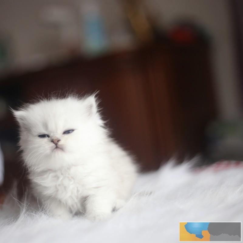 柳州正规猫舍纯种金吉拉育苗齐全包活签协议送货上门