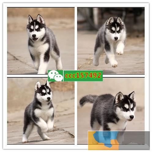 柳州哪里有狗场,哪里有犬舍