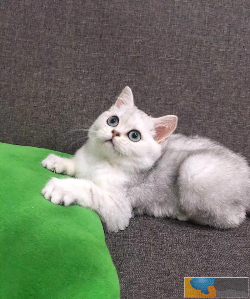 柳州英短银渐层猫宝宝寻找有爱心有责任心的铲屎官