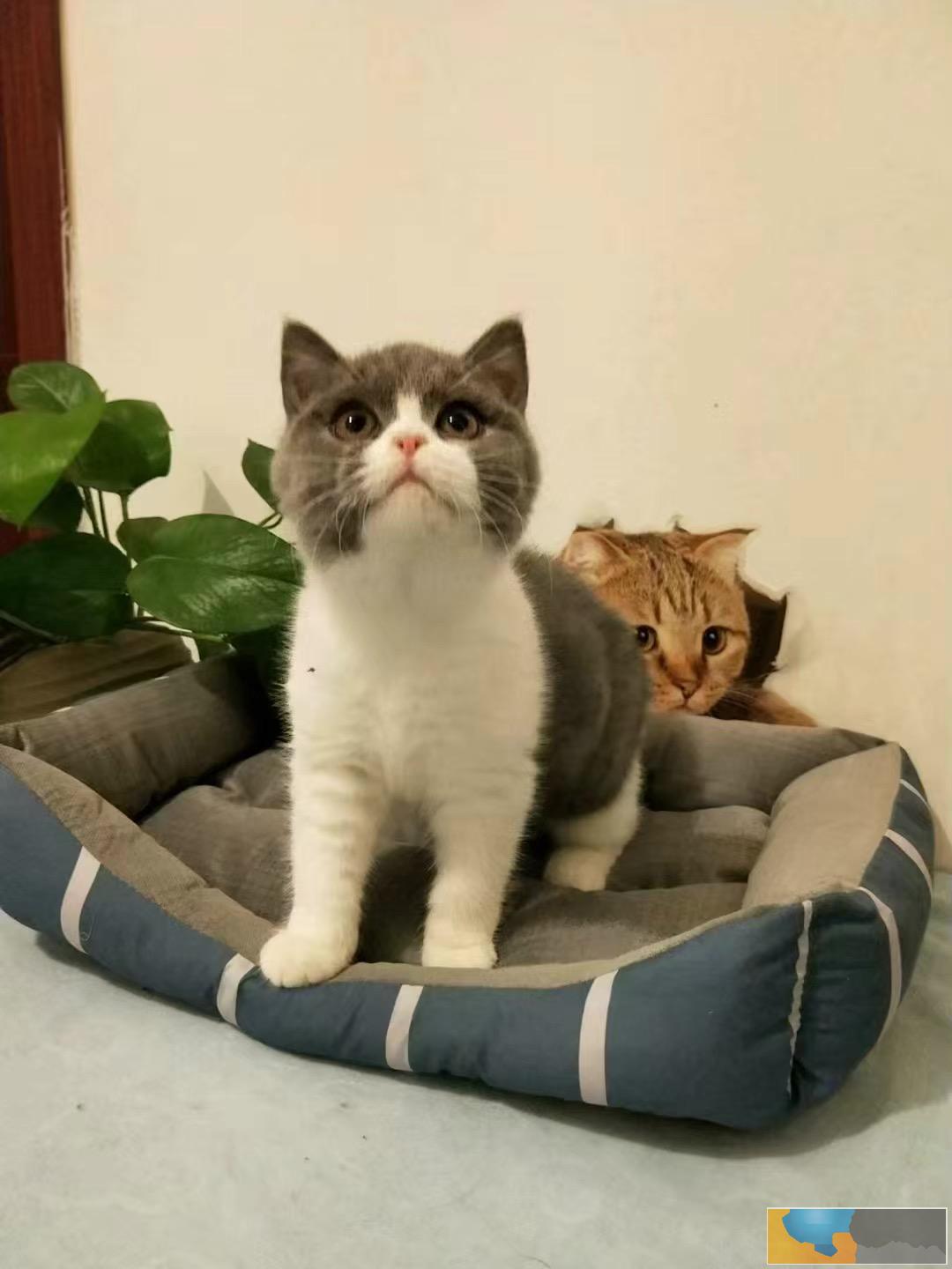 柳州出售纯种蓝白,甜美可爱 会撒娇会卖萌,活泼健康粘人