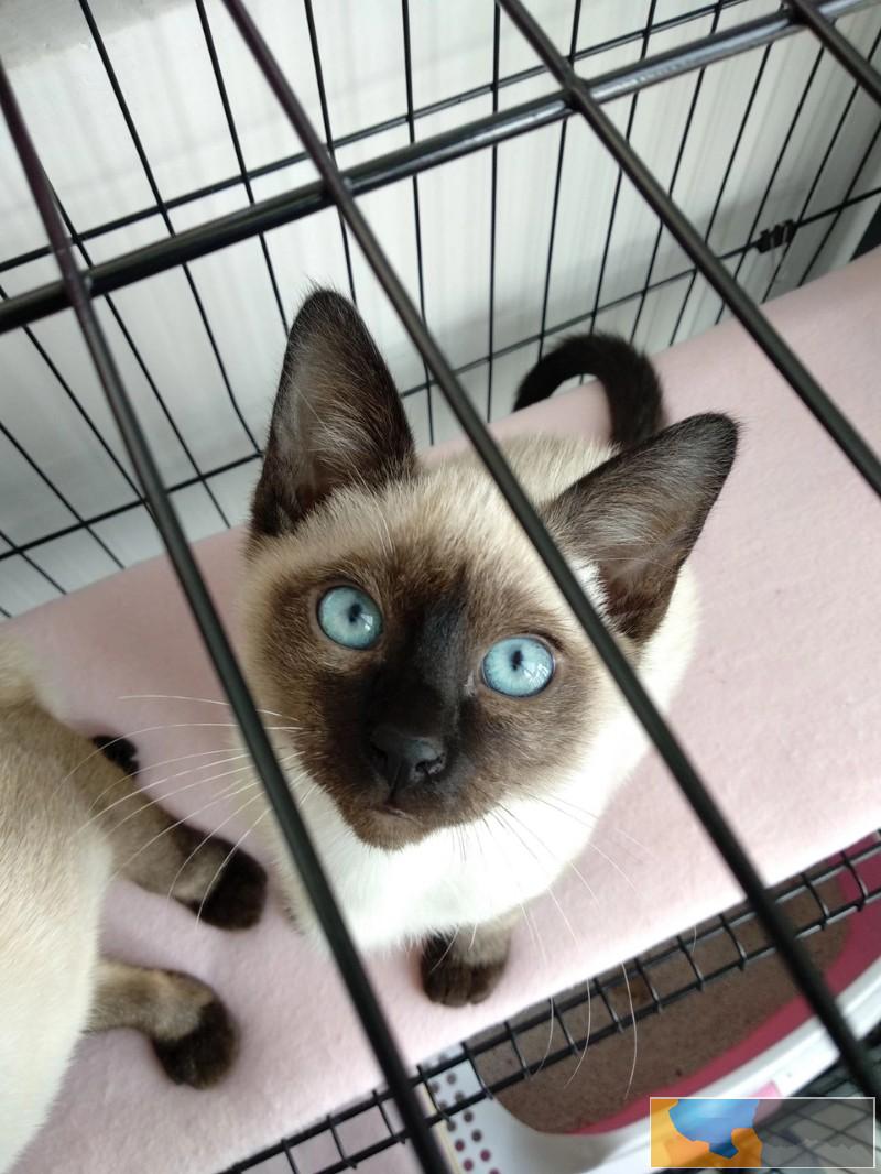 柳州出售纯正暹罗猫咪 生活自理健康活泼可爱 全国发货