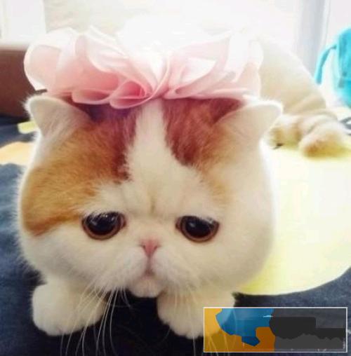 加菲猫猫舍直销 水滴眼眼鼻一线 纯种健康幼猫异短