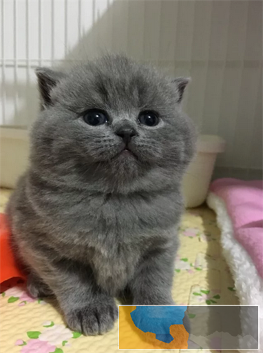 英短蓝猫 活波可爱 家庭式繁殖 无病无癣