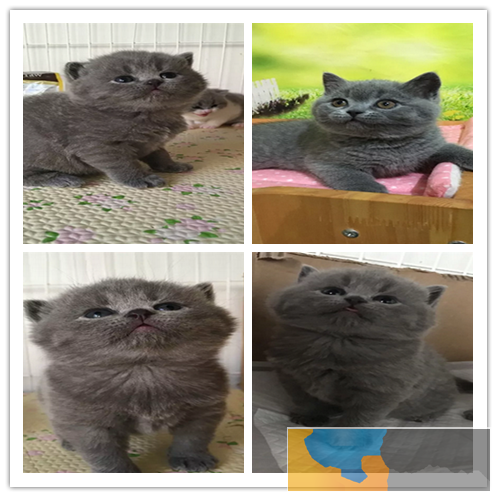 精品折耳英短蓝白 驱虫疫苗已做 购买签协议