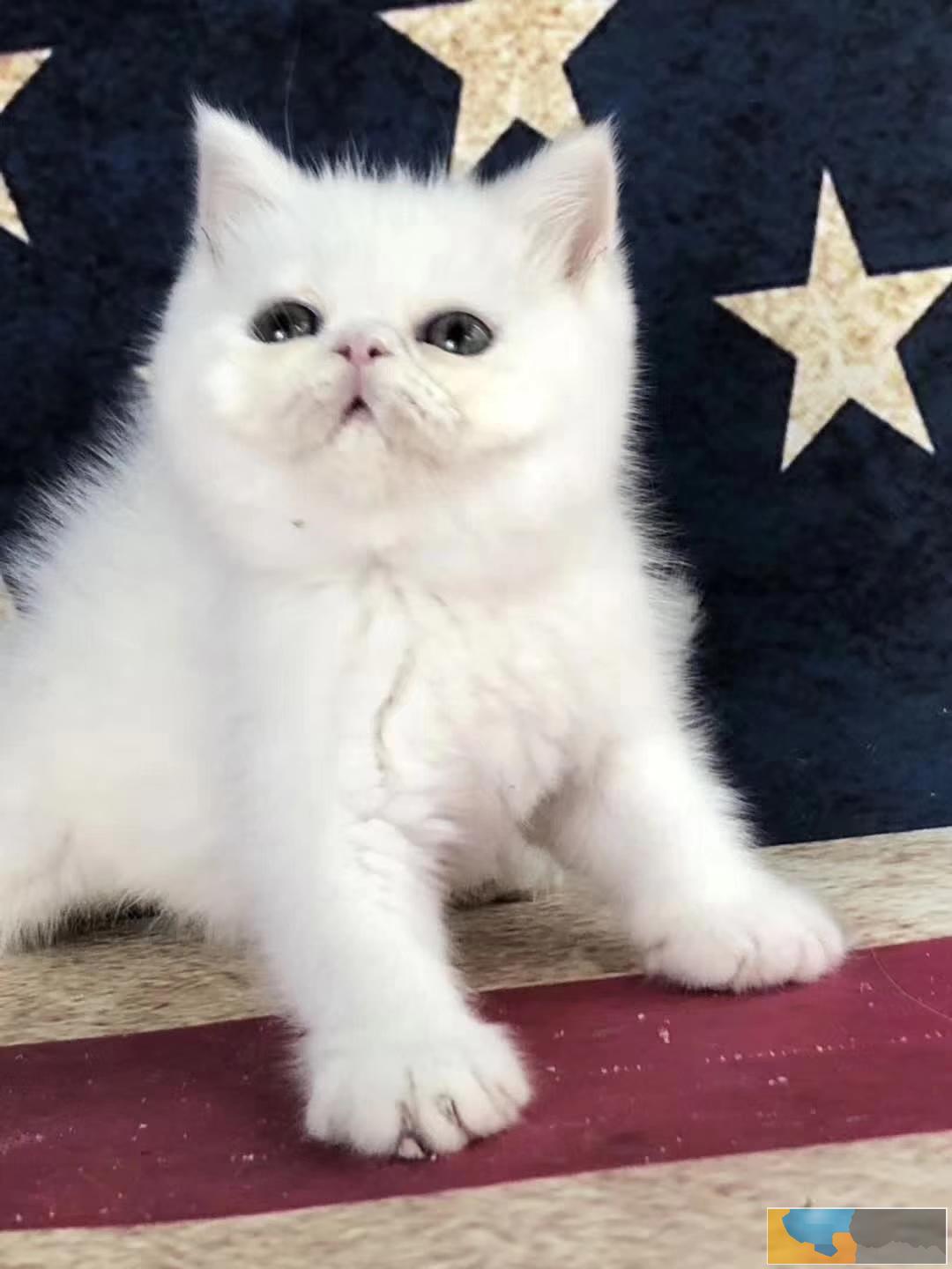 加菲猫猫舍直销 水滴眼眼鼻一线 纯种健康幼猫异短