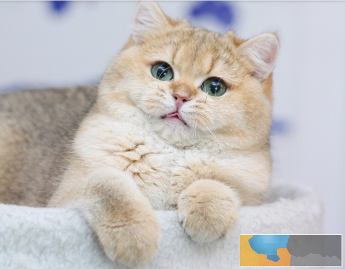 美短 英短 大包子 虎斑条纹 正规猫舍 售后有保障