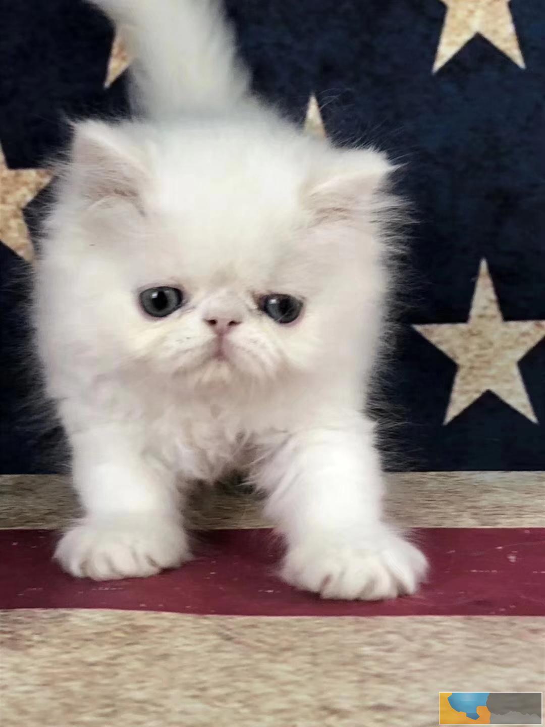 长毛波斯幼猫宝宝 多只出售 多窝可选公母都有