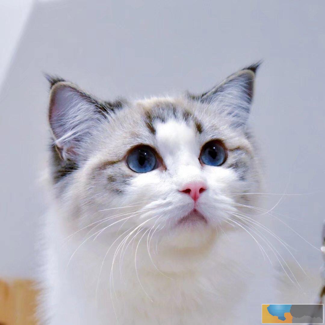 正规养殖基地自家繁育直销纯种布偶猫宝宝