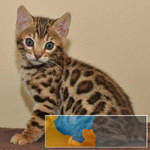 野性外表温柔家猫性格 时尚 漂亮 孟加拉宝宝