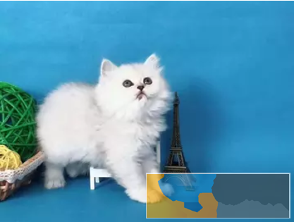 仙女猫金吉拉 幼猫出售 纯种猫咪无病无癣