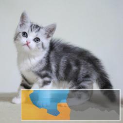 呆萌可爱粘人会撒娇纯种美短虎斑宝宝出售疫苗齐全