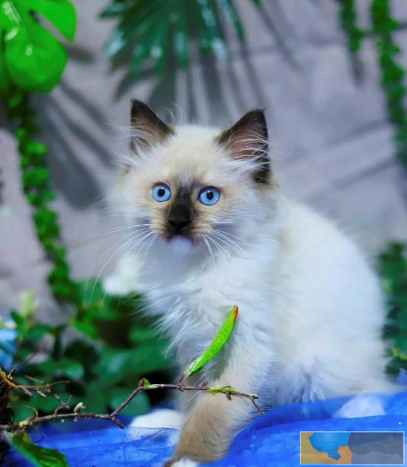 网红同款 布偶猫 蓝双海双均有保障健康终生售后