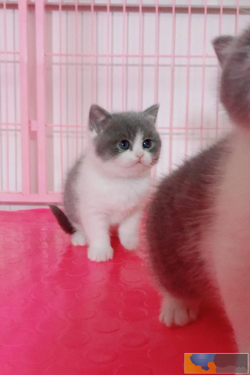 辽阳英短 英俊潇洒 帅气 可爱 小王子小公主