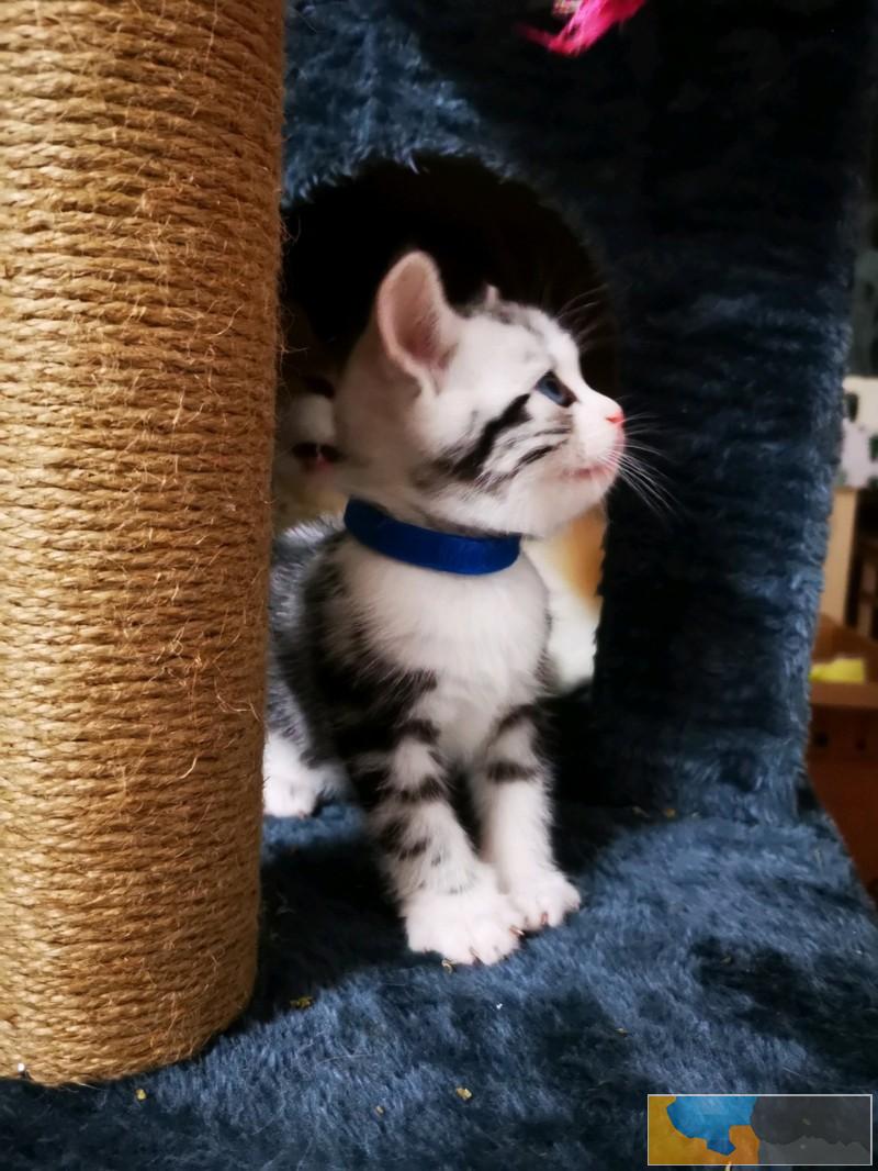 辽阳美国短毛猫五粉加白 虎斑美短 可爱极了 求带走