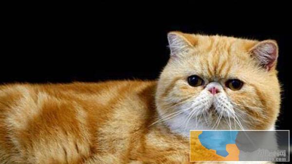 奇点名猫舍 新年特价种公借配