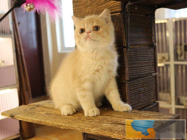 加菲猫猫舍直销 水滴眼眼鼻一线 纯种健康幼猫异短